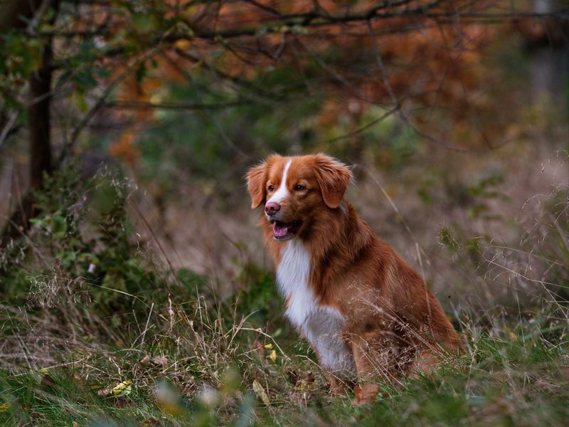 13 perfectly balanced mid-size dog breeds Americans are obsessed with right now 12 Nova Scotia Duck Tolling Retriever