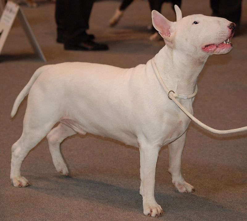 Stop Trusting “Tail Wagging” - 10 Breeds People Misread in Viral Body-Language Posts 2 Bull Terrier