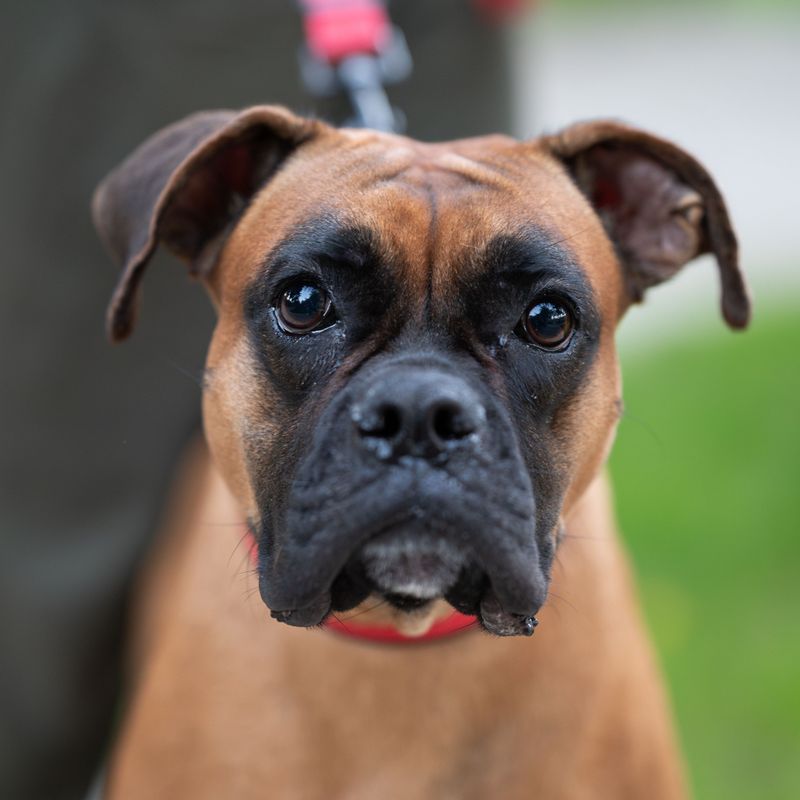 Give these dog breeds clear expectations and watch how quickly chaos can turn into cooperation 12 Boxer