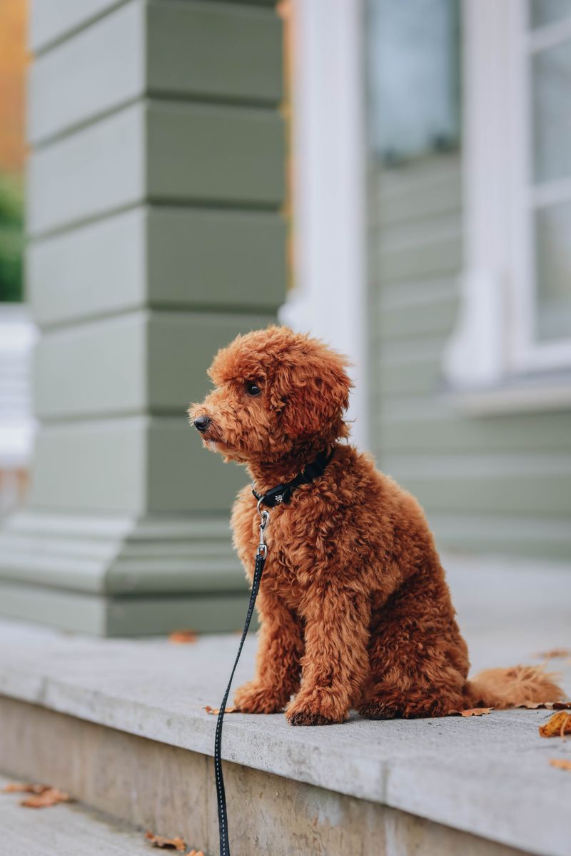 Skip the expert-level challenge for your first dog - these breeds may give beginners room to actually enjoy learning 6 Miniature Poodle