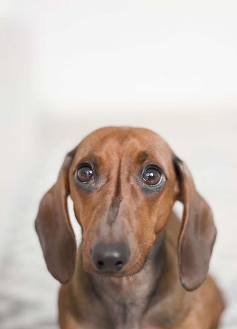 12 beautiful signs your dog feels deeply loved, emotionally safe, and truly happy 4 Relaxed eye contact