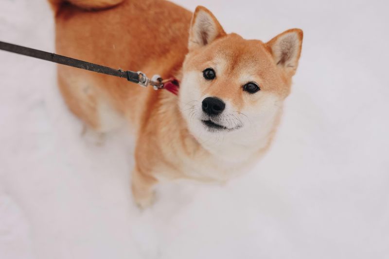 12 guarded dog breeds that trust slowly, plus 3 social butterflies that never seem cautious 4 Shiba Inu
