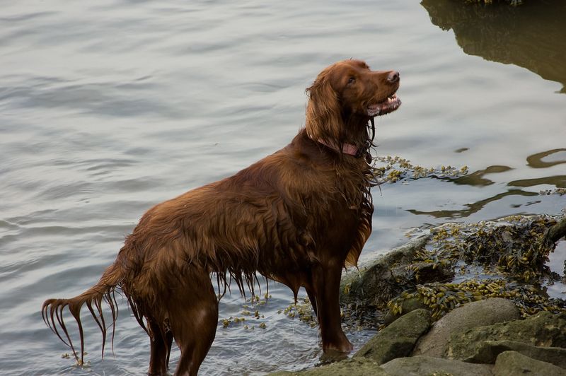 Irish Setter