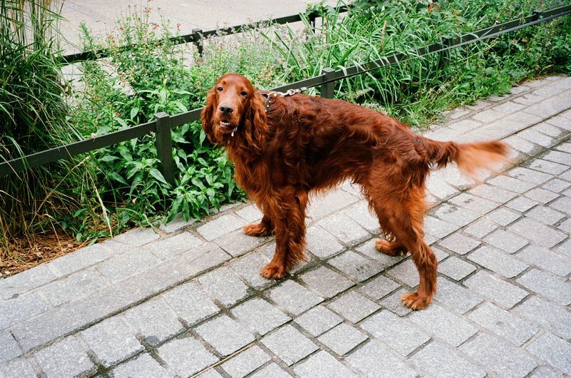 18 dog breeds that often become unforgettable companions 7 Irish Setter