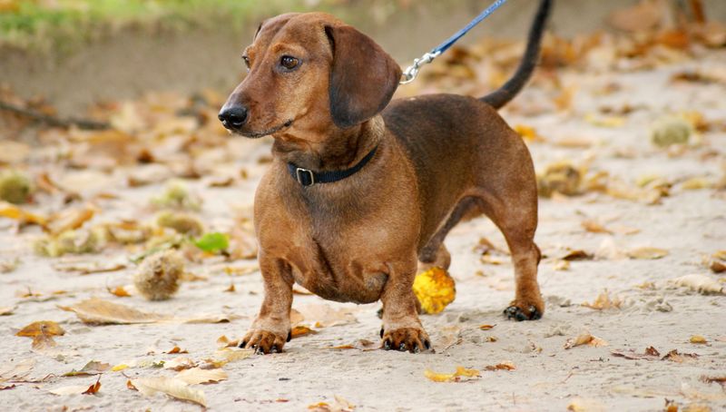 Some dogs check in occasionally - These breeds can turn staying nearby into part of the daily routine 7 Dachshund