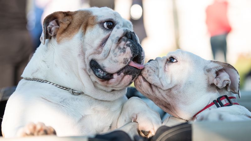 Rising temperatures can challenge certain dogs especially hard - Breed characteristics matter 2 English Bulldog