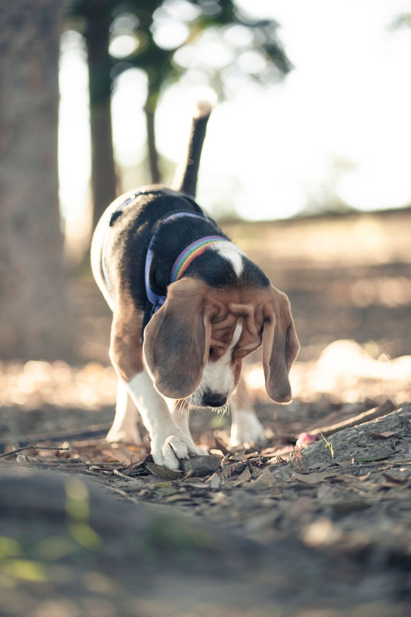 Life throws dogs surprises too - These breeds tend to regain their confidence remarkably well 3 Beagle - the curious courage finder