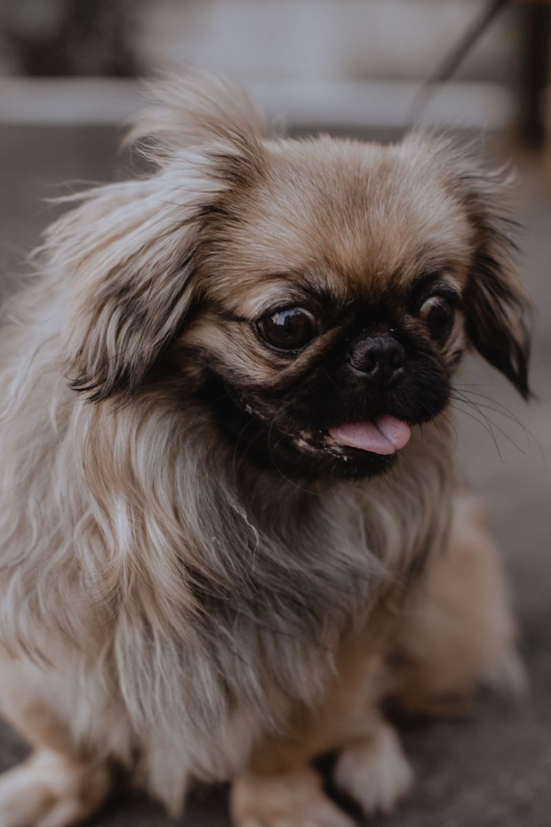 12 breeds that may suit introverted owners better than people who are always on the go 9 Pekingese