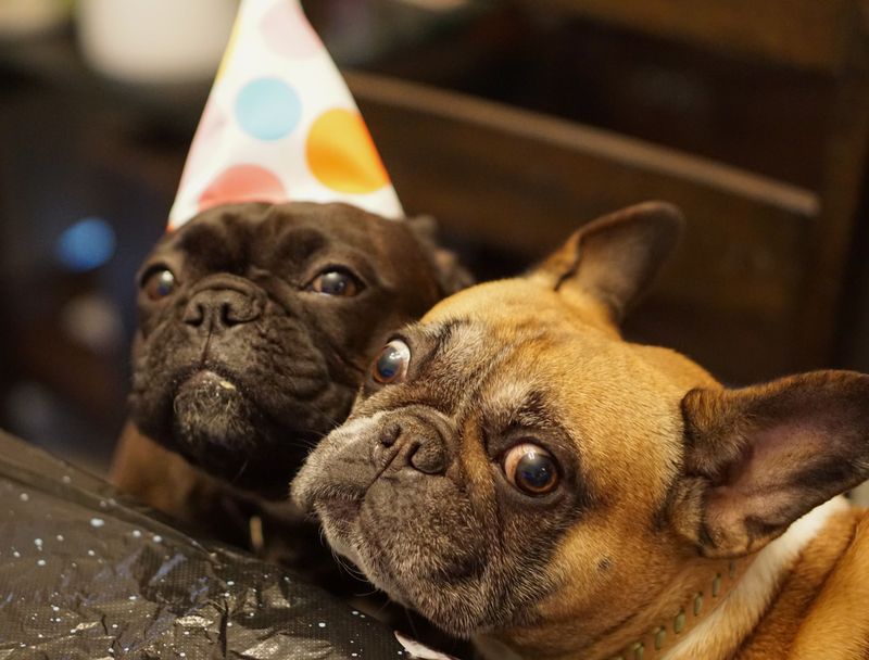 Choosing the right diet matters even more for these sensitive dog breeds 4 French Bulldog