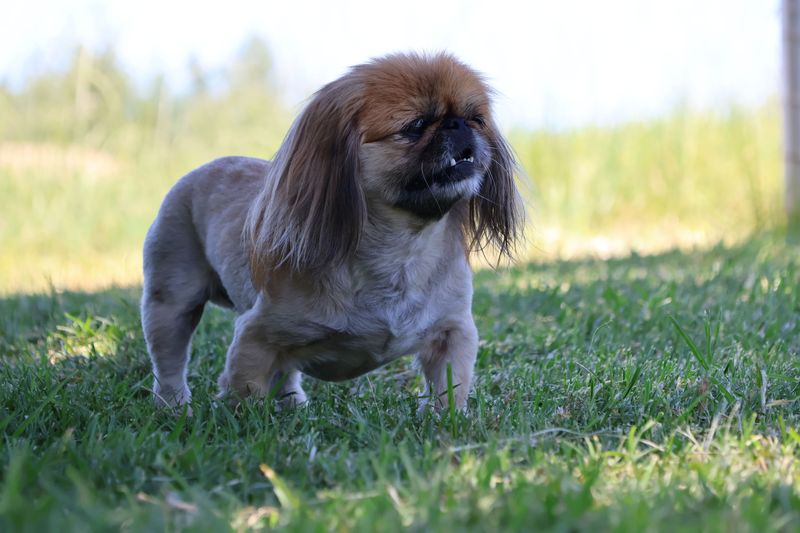 Pekingese