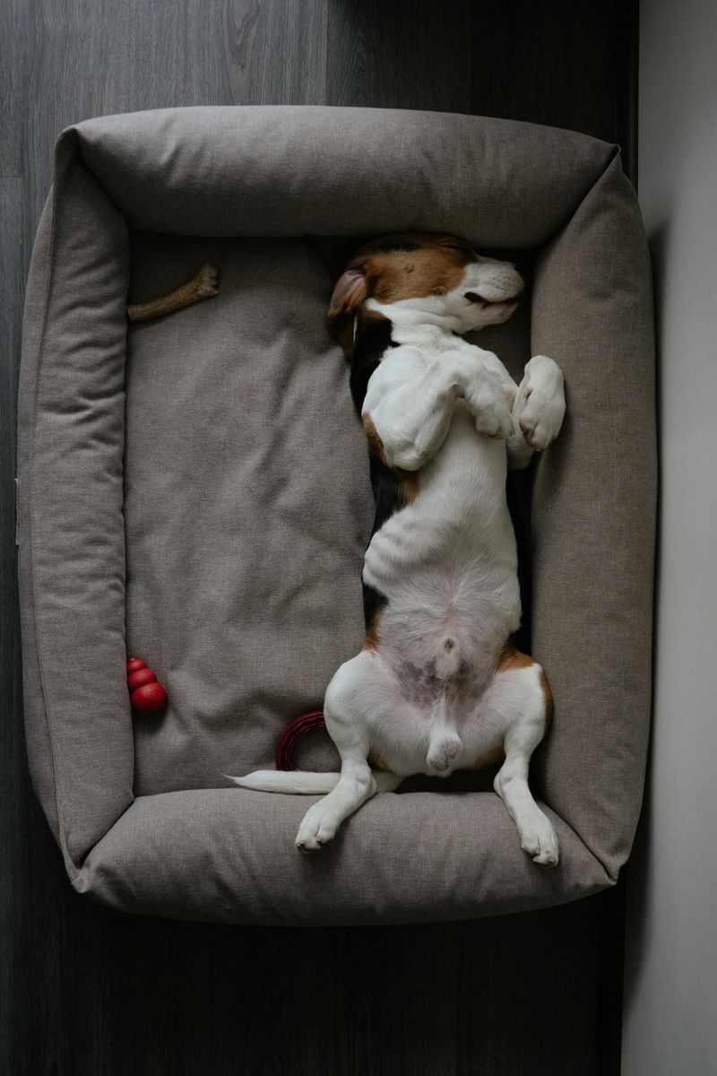 Sleeping in impossible positions