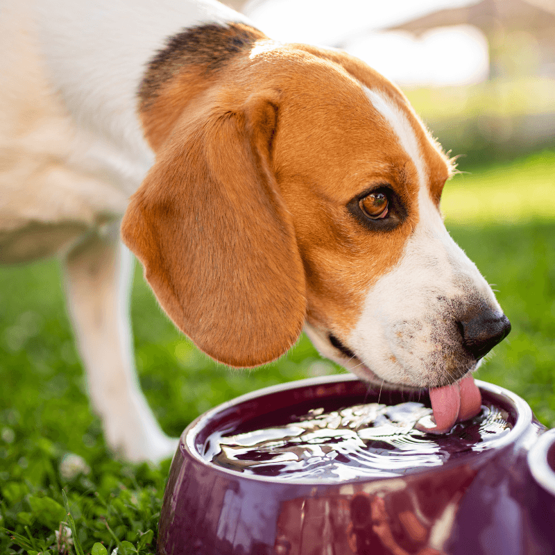11 Changes Vets Say You Should Never Ignore in Your Dog 3 Excessive Thirst or Urination