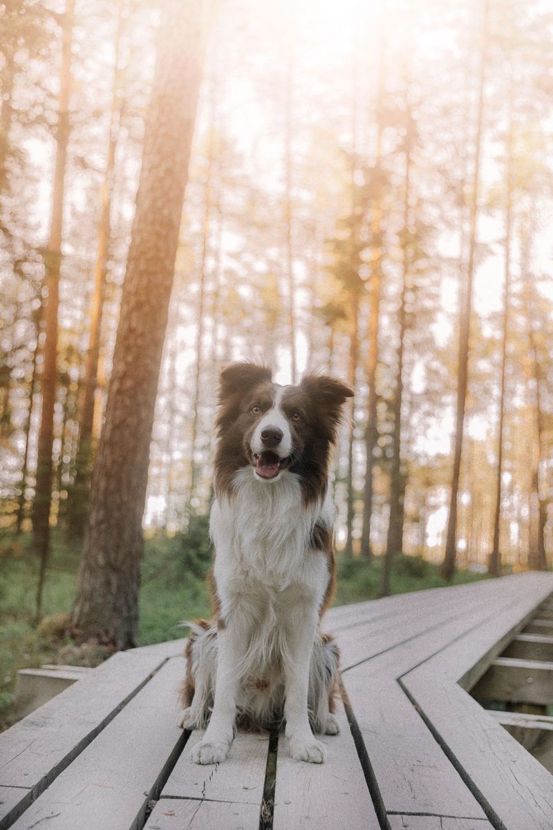 11 dog breeds that quietly read your emotions – plus 3 that always seem to know when you need them 4 Border Collie