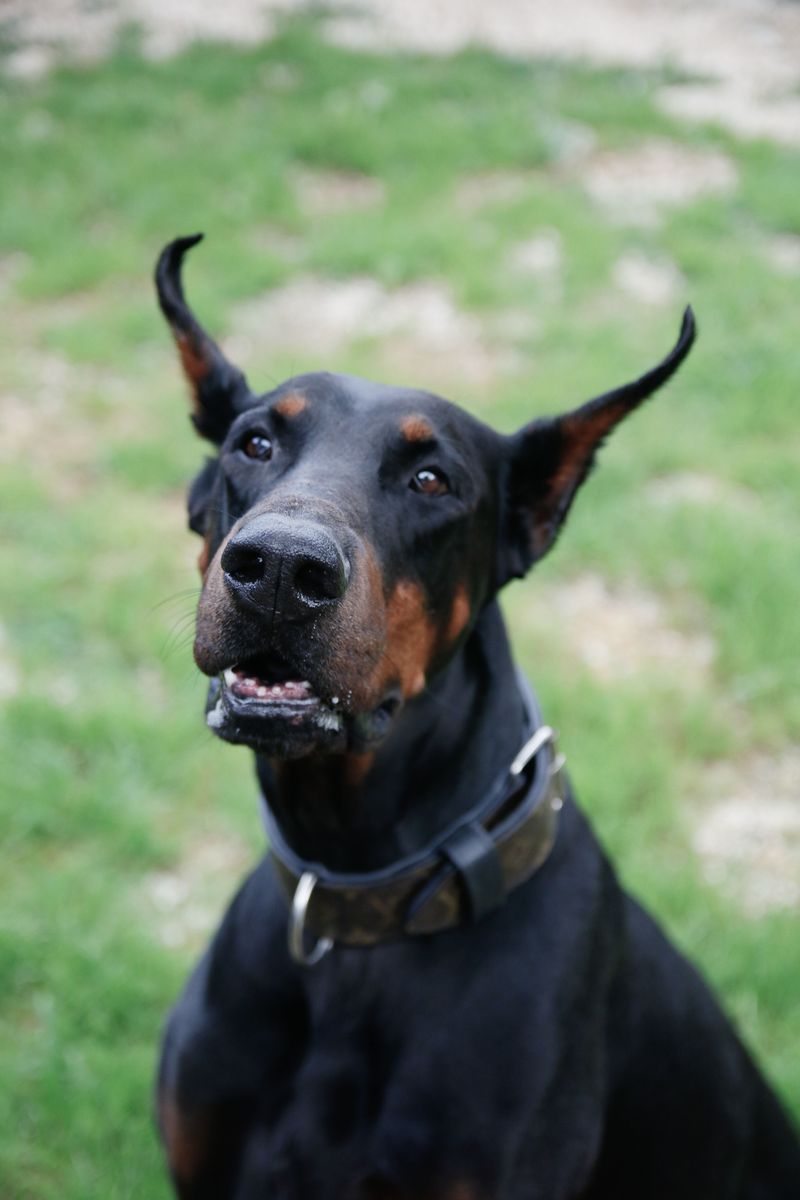 If dog odor is your biggest concern, these 12 dog breeds deserve a closer look 5 Doberman Pinscher