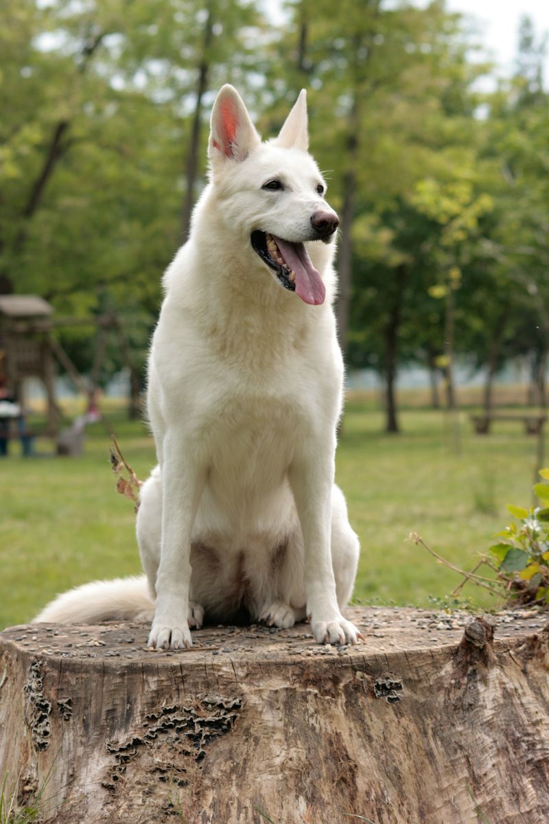 A well-planned routine helps these dog breeds flourish indoors 8 White Swiss Shepherd