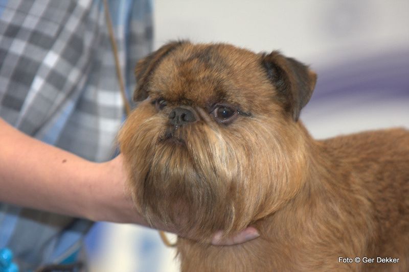 These dogs can enjoy the whole household while making their favorite human painfully obvious 8 Brussels Griffon