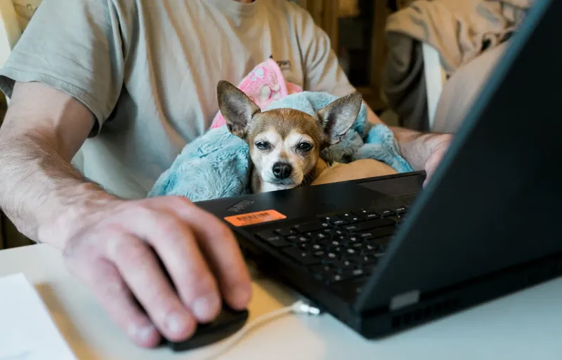 Not checking airline pet policies