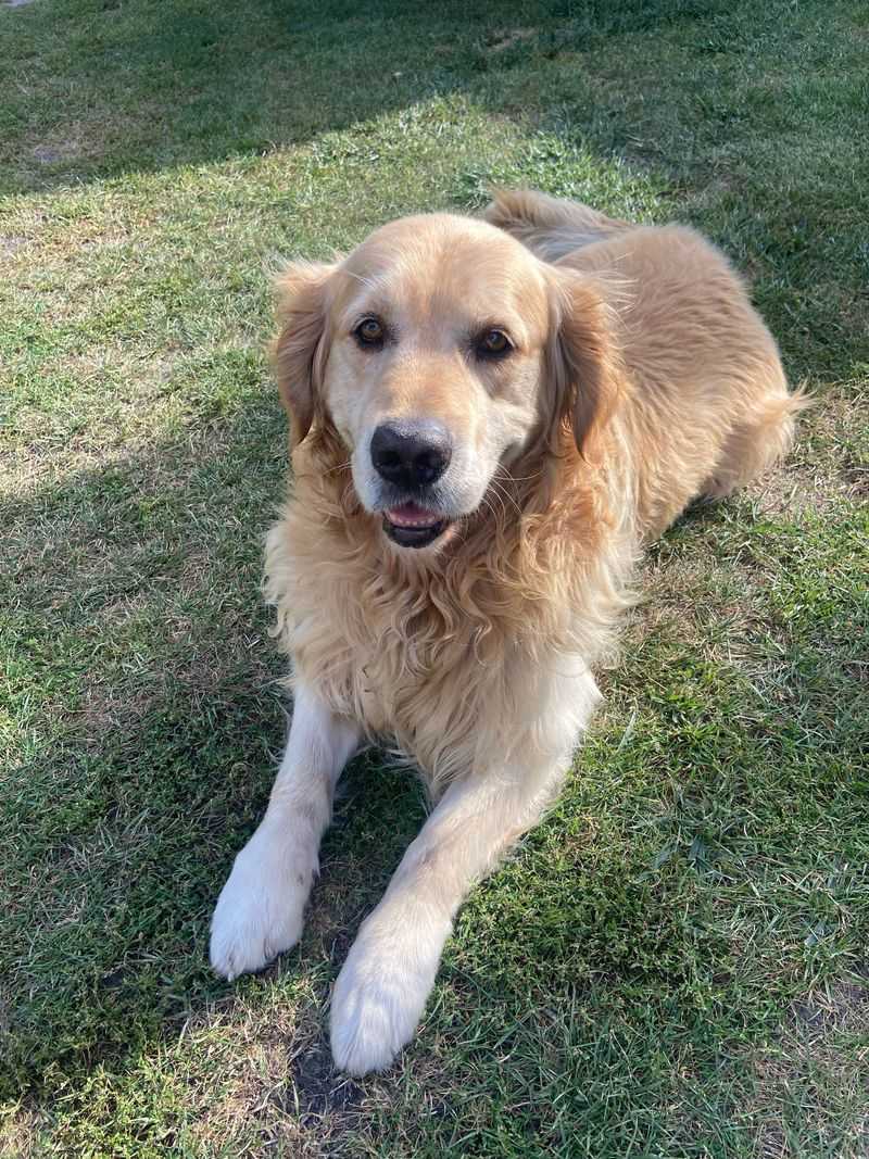 13 dog breeds that look irresistibly sweet - until their powerful noses take over the walk 8 Golden Retriever: Sunshine on Four Legs