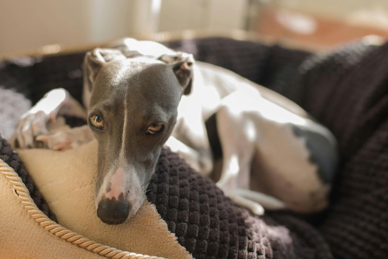 Canine Anxiety Content Is Peaking - 12 Breeds That Keep Showing Up in “Calming Protocol” Threads 4 Italian Greyhound