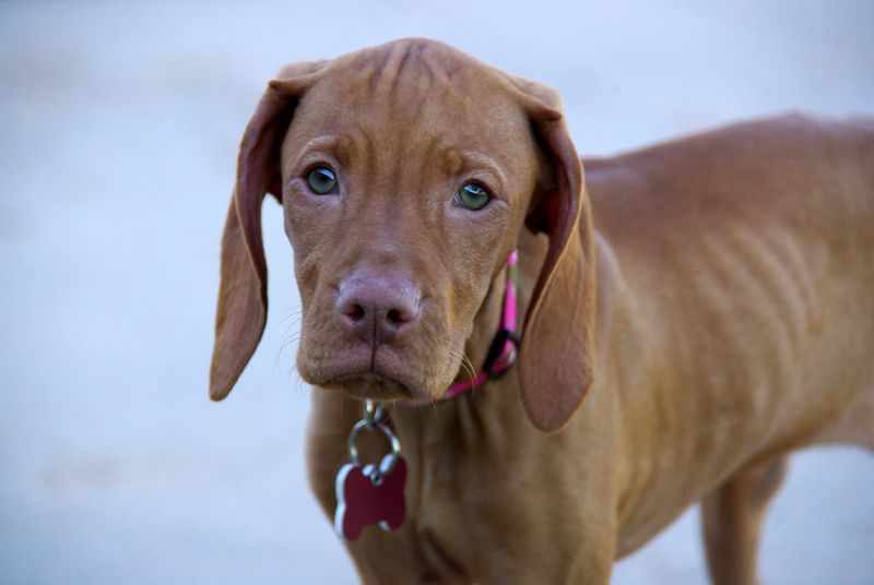 15 dog breeds that turn waiting into a dramatic, emotional performance 9 Vizsla