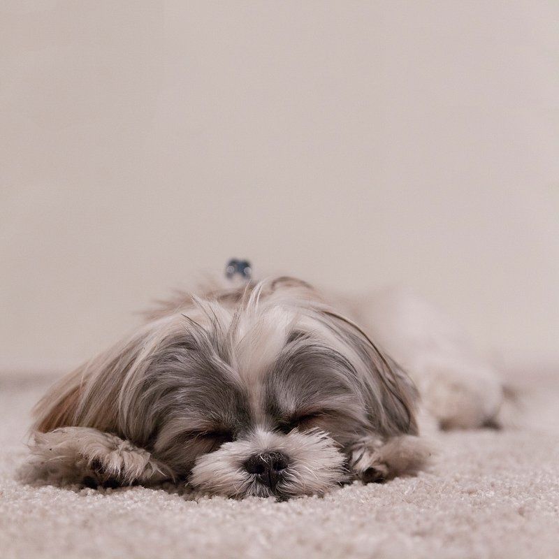 Elevators, footsteps, doors - Some dogs report them all, while these breeds tend to stay quieter 7 Shih Tzu