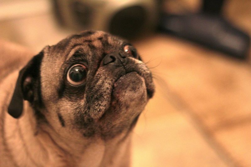 Pug