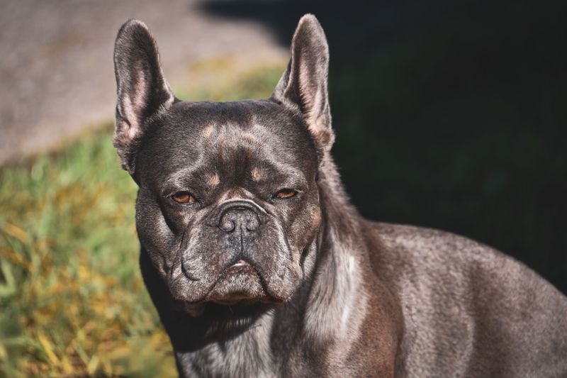 11 wrinkly breeds that prove some of the dog world's most irresistible faces come with a few extra folds 4 French Bulldog