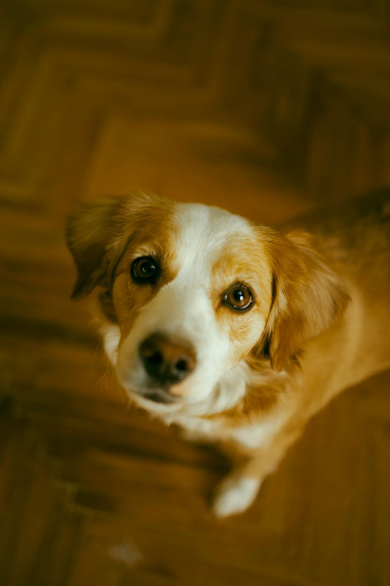 Kooikerhondje