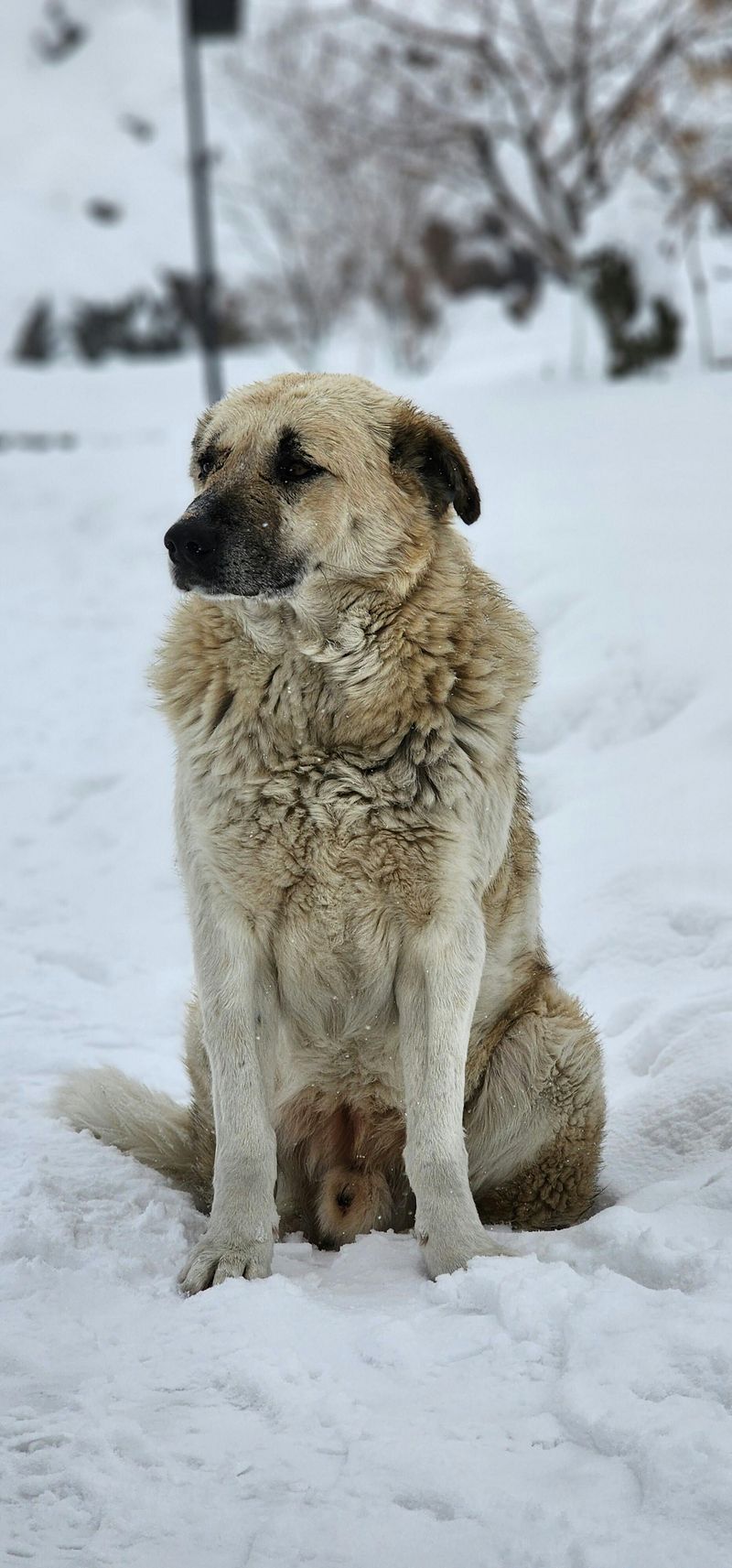 Anatolian Shepherd