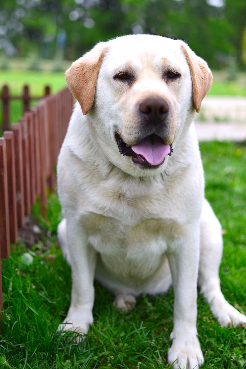 Friendly by nature, these dog breeds rarely become overbearing 2 Labrador Retriever