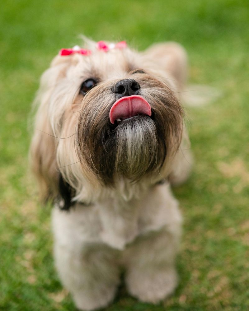 12 independent dog breeds and the secret to earning their cooperation 10 Lhasa Apso