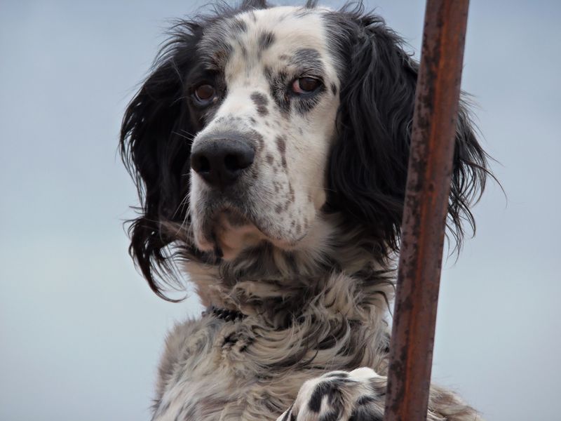 English Setter