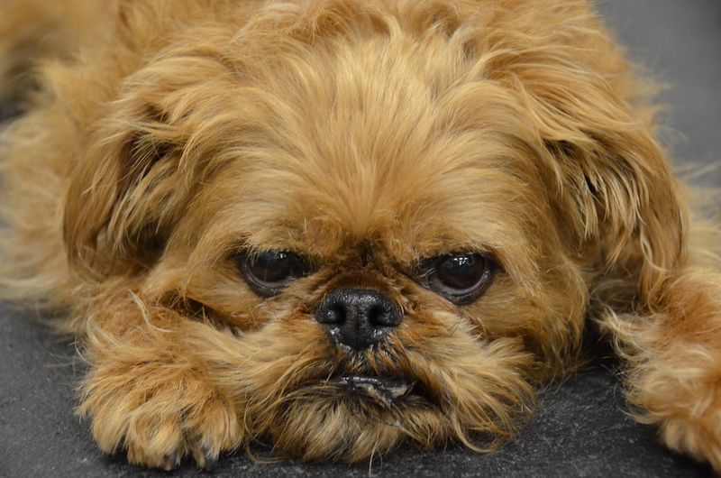 Brussels Griffon