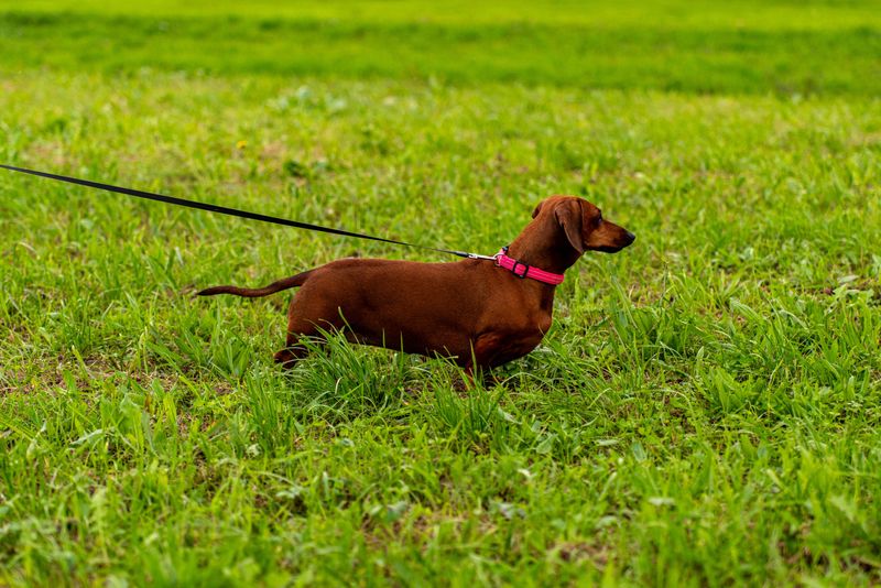 13 dog breeds that look irresistibly sweet - until their powerful noses take over the walk 4 Dachshund: A Sausage-Shaped Detective