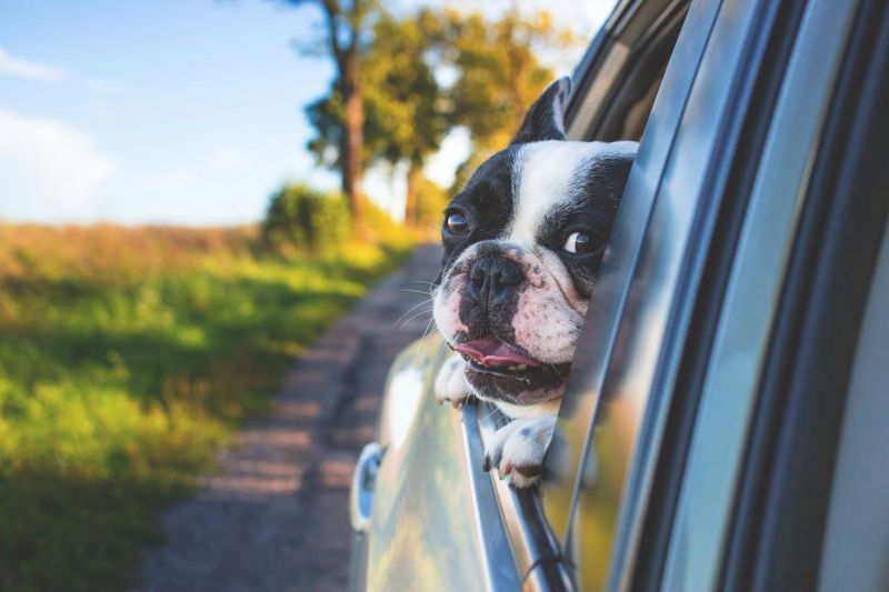 Sometimes the best dog is simply the one that makes everyday life easier 6 Boston Terrier