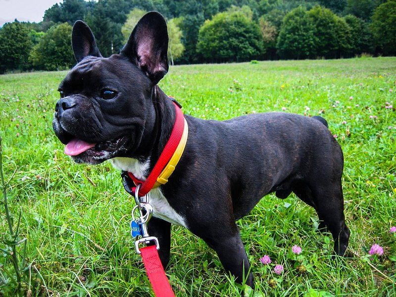 French Bulldog