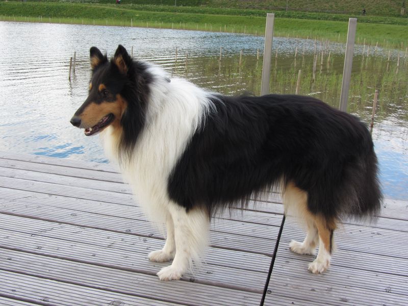 You don't have to say a word - These 15 dog breeds already know how you're feeling 14 Collie