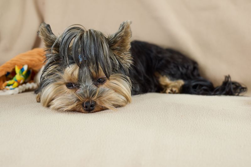 Yorkshire Terrier: Let Sleeping Dogs Rest