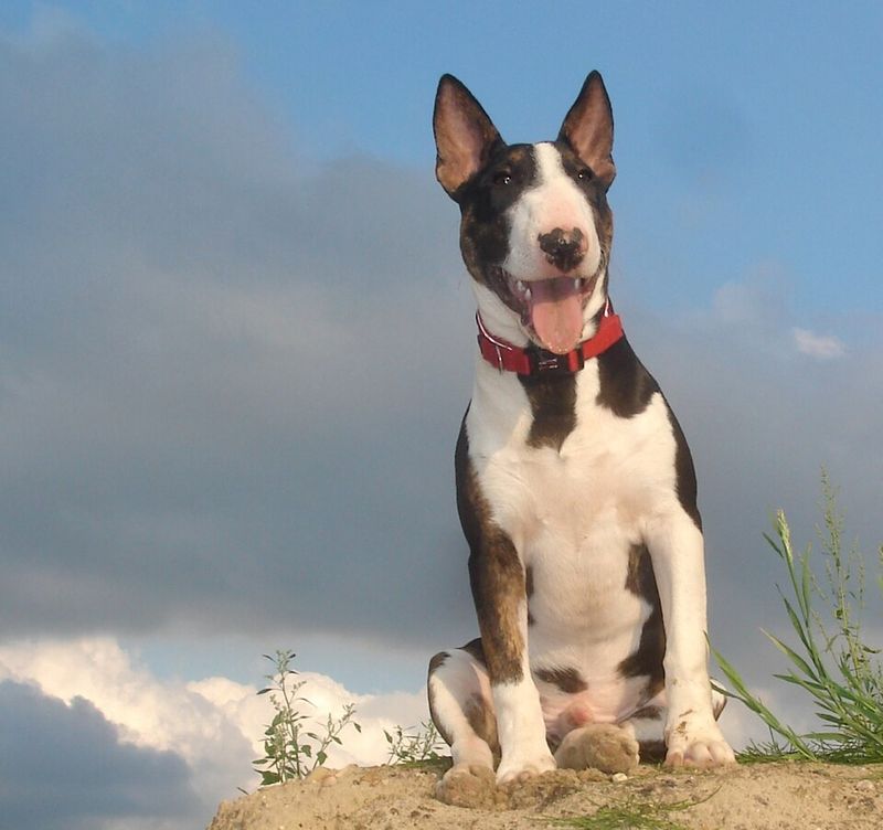 Bull Terrier