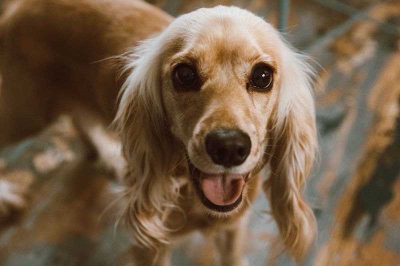 Think every dog naturally protects the house? These lovable breeds may greet the problem instead 9 Cocker Spaniel