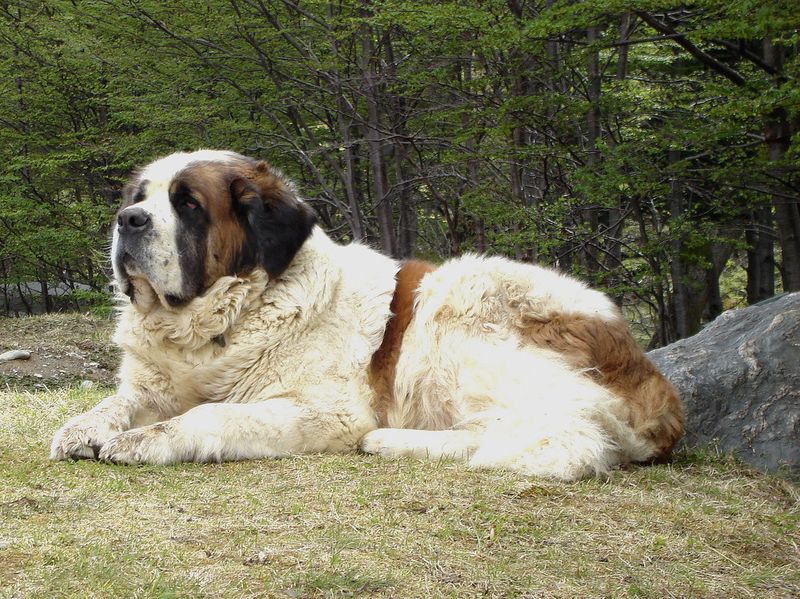 Saint Bernard