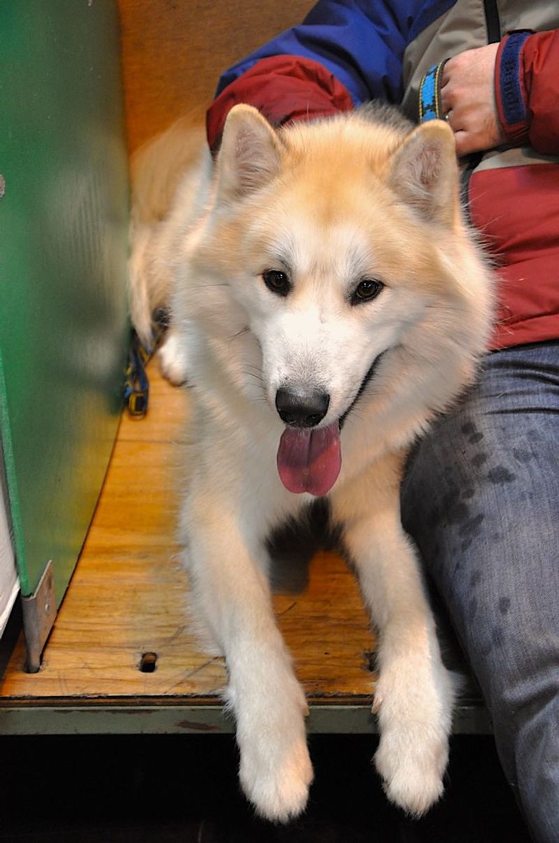 Think purebred dogs are expensive? These 12 breeds take it to another level 11 Canadian Eskimo Dog