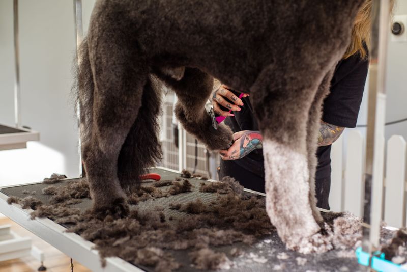 Winter paws take a beating, and these 9 habits keep them from cracking 4 Trim the fur between the toes