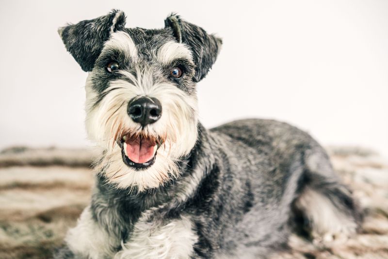 Praise fades quickly for these dog breeds - but routine stays with them 11 Miniature Schnauzer