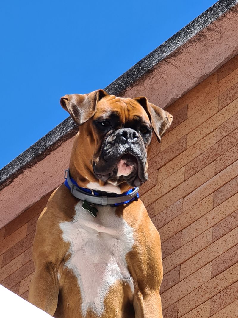 Boxer bounce with a guardian twist
