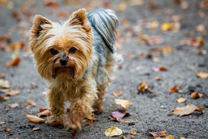 Some dog breeds naturally prefer going through everyday life right beside their people 6 Yorkshire Terrier