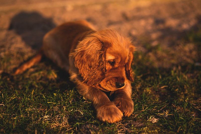 13 fun-loving dogs that can turn first-time ownership into pure joy 8 Cocker Spaniel