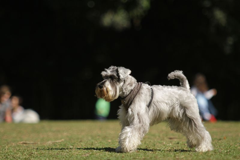 Clear rules can click quickly with these responsive, people-focused breeds 10 Miniature Schnauzer - bold wit, tidy manners