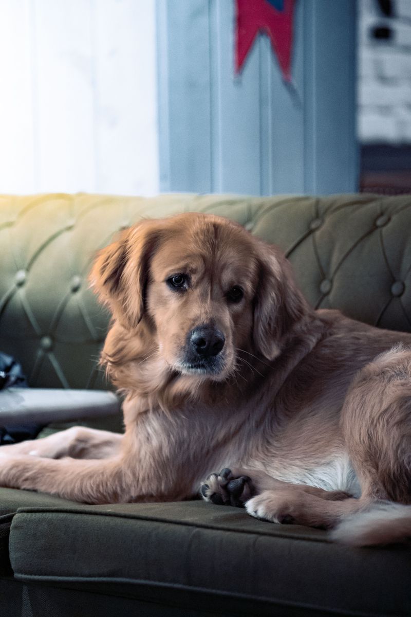 10 breeds that thrive when they feel included - plus 4 that value considerably more independence 5 Golden Retriever: Warm Company for Everyday Life