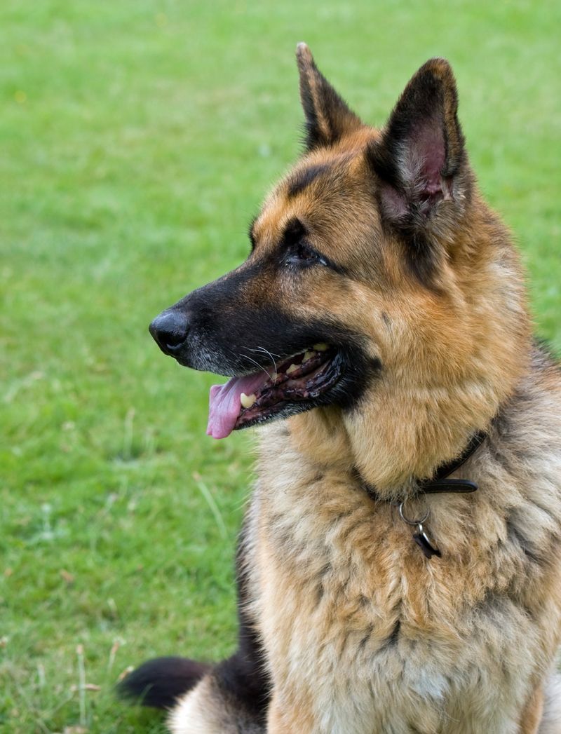 Everyone in the house may love them - these dog breeds can still make their favorite person painfully obvious 12 German Shepherd